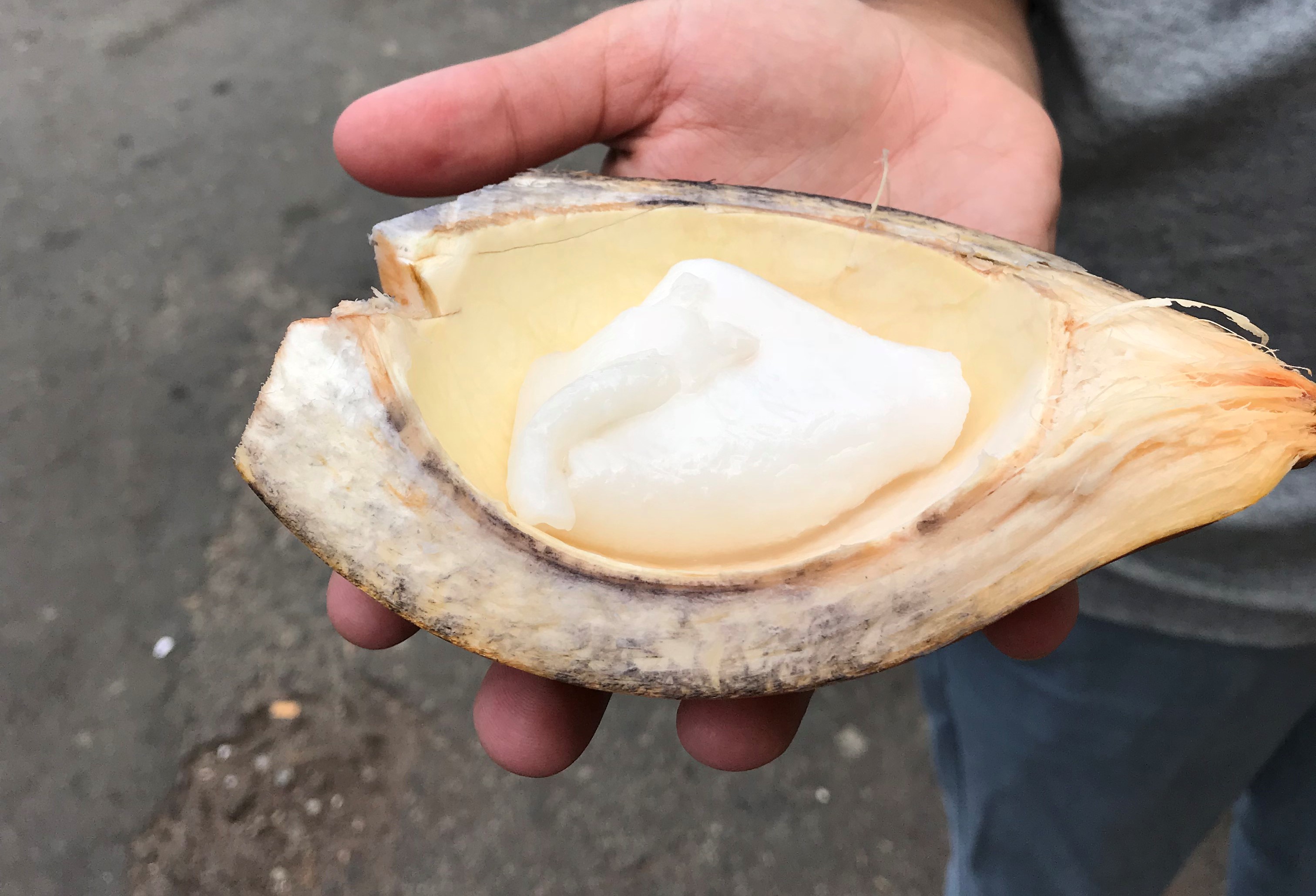Coconut Pulp, Colombo, Sri Lanka