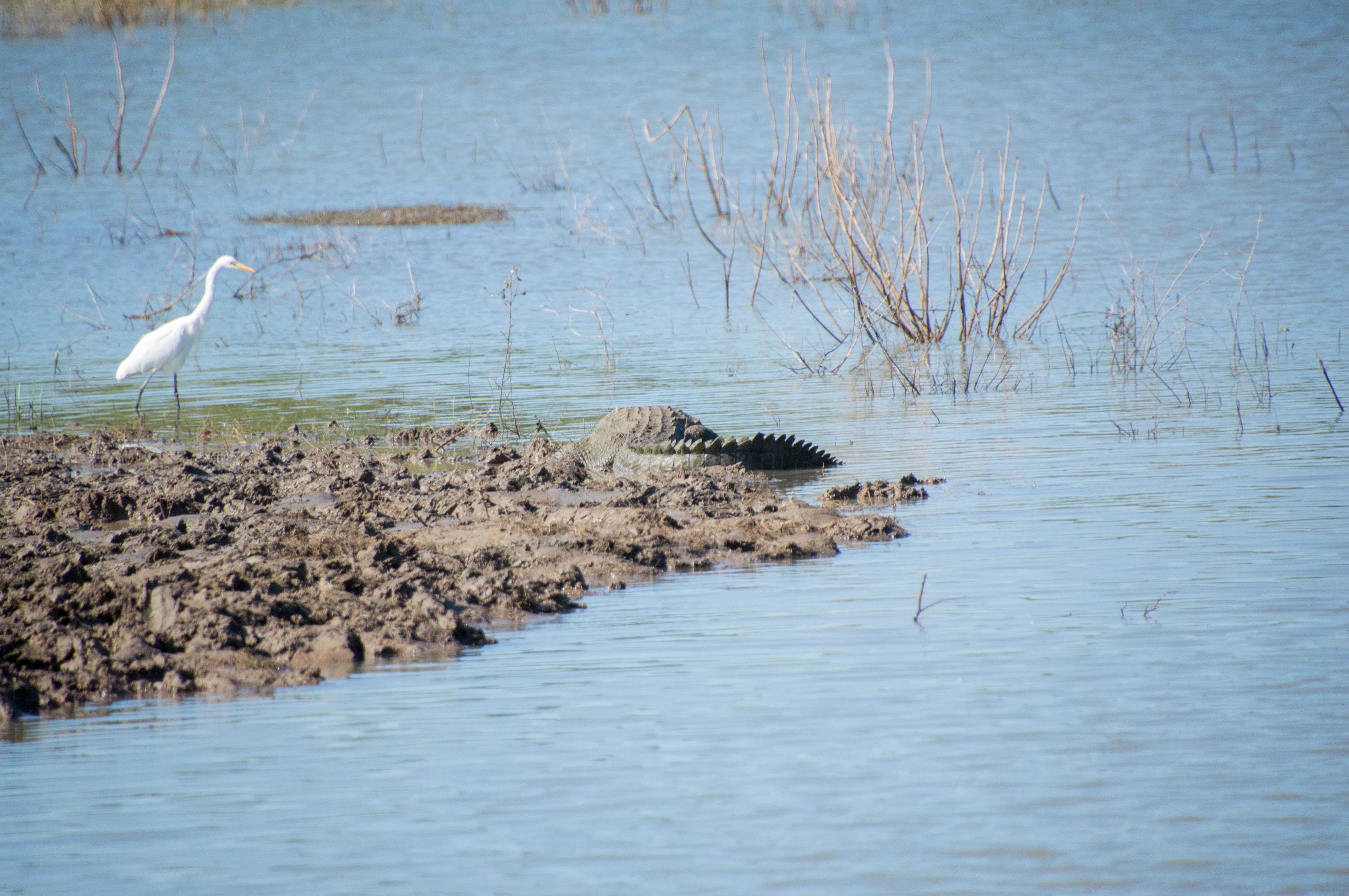 Crocodile And Little Egret Bird, Safari, Udawalawe, Sri Lanka