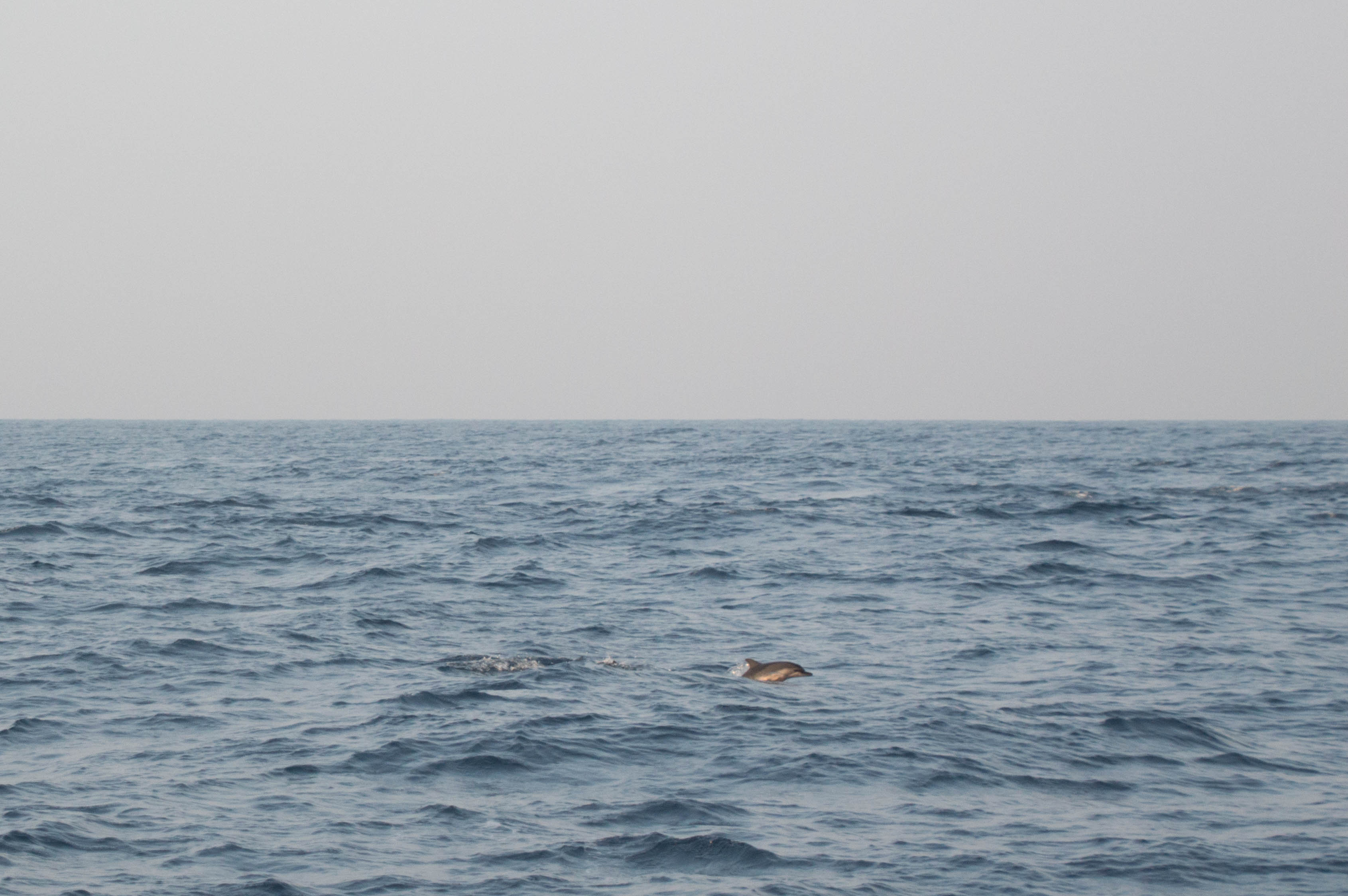 Dolphins, Mirissa, Whale Watching, Sri Lanka