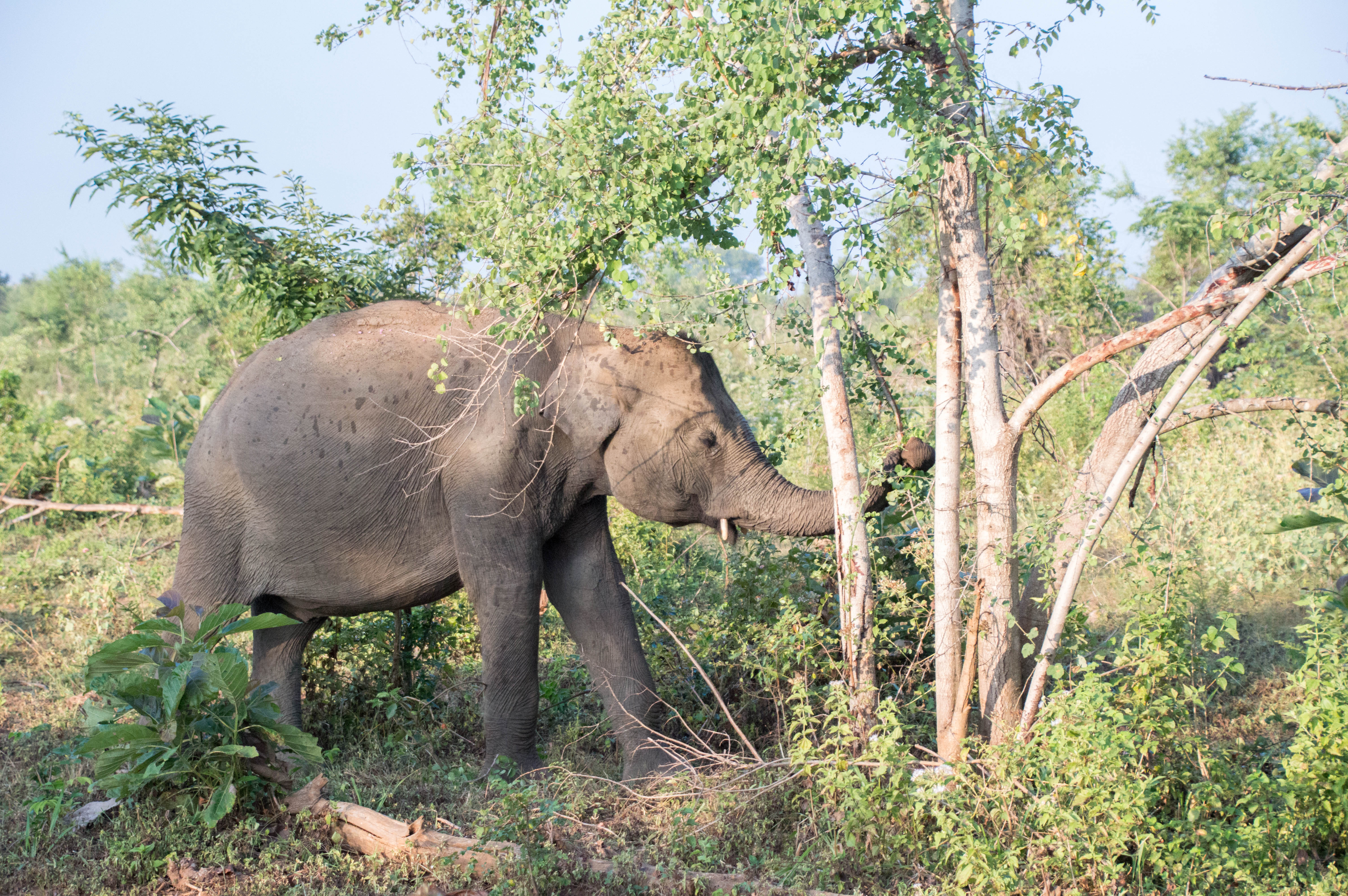 Elephant Eating, Safari, Udawalawe, Sri Lanka