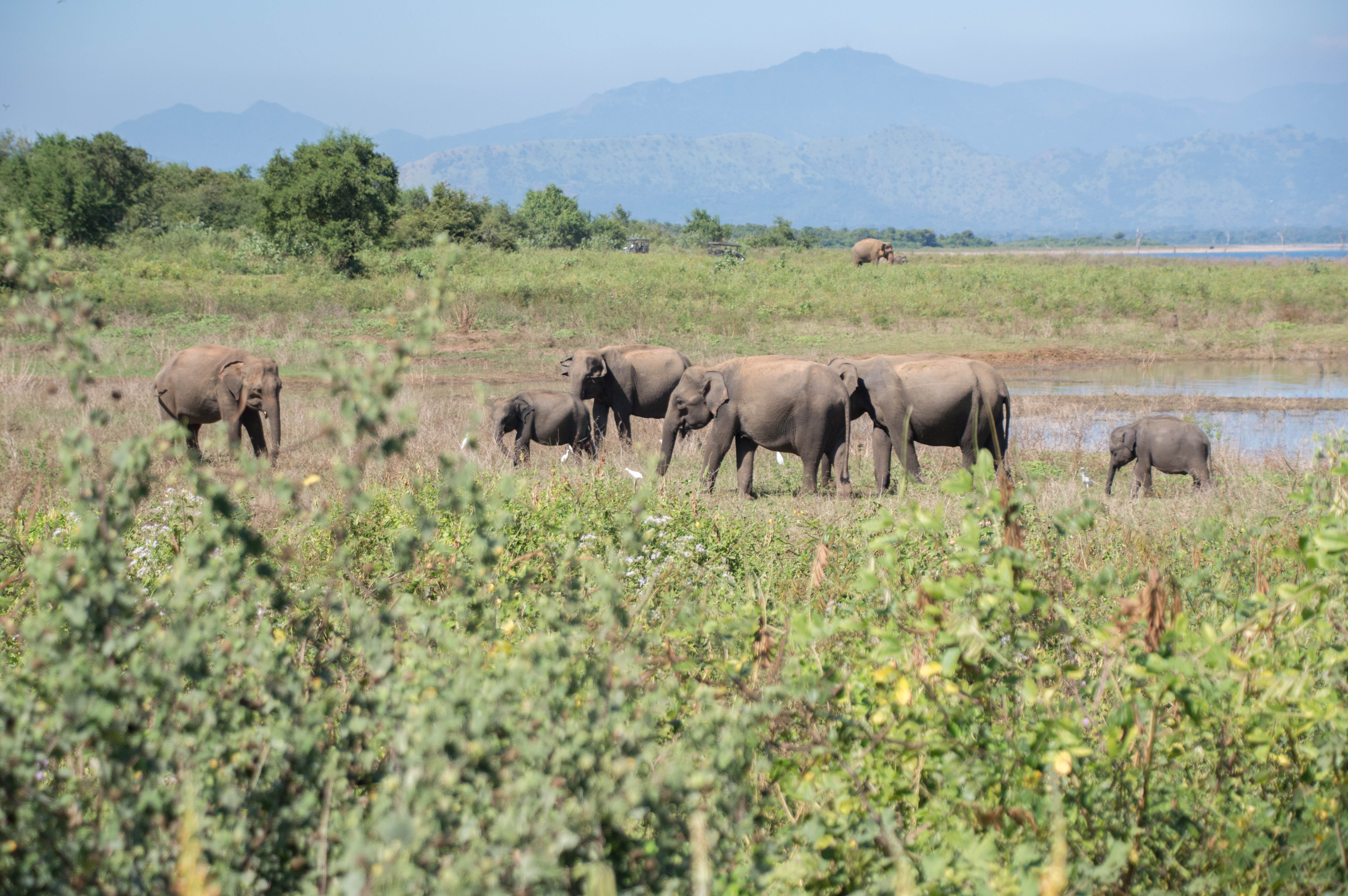 Elephant Herd, Safari, Udawalawe, Sri Lanka