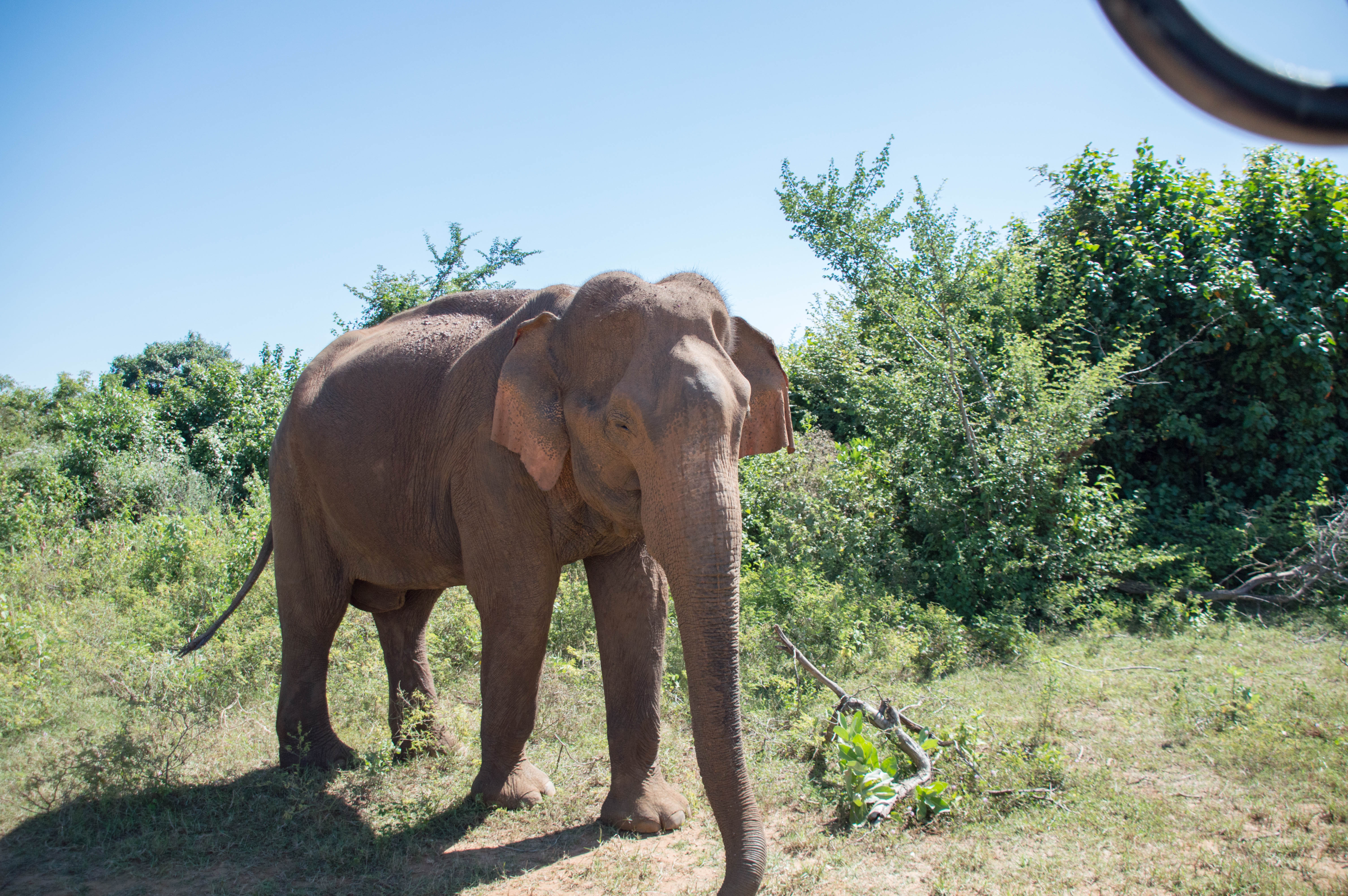 Elephant Safari, Udawalawe, Sri Lanka