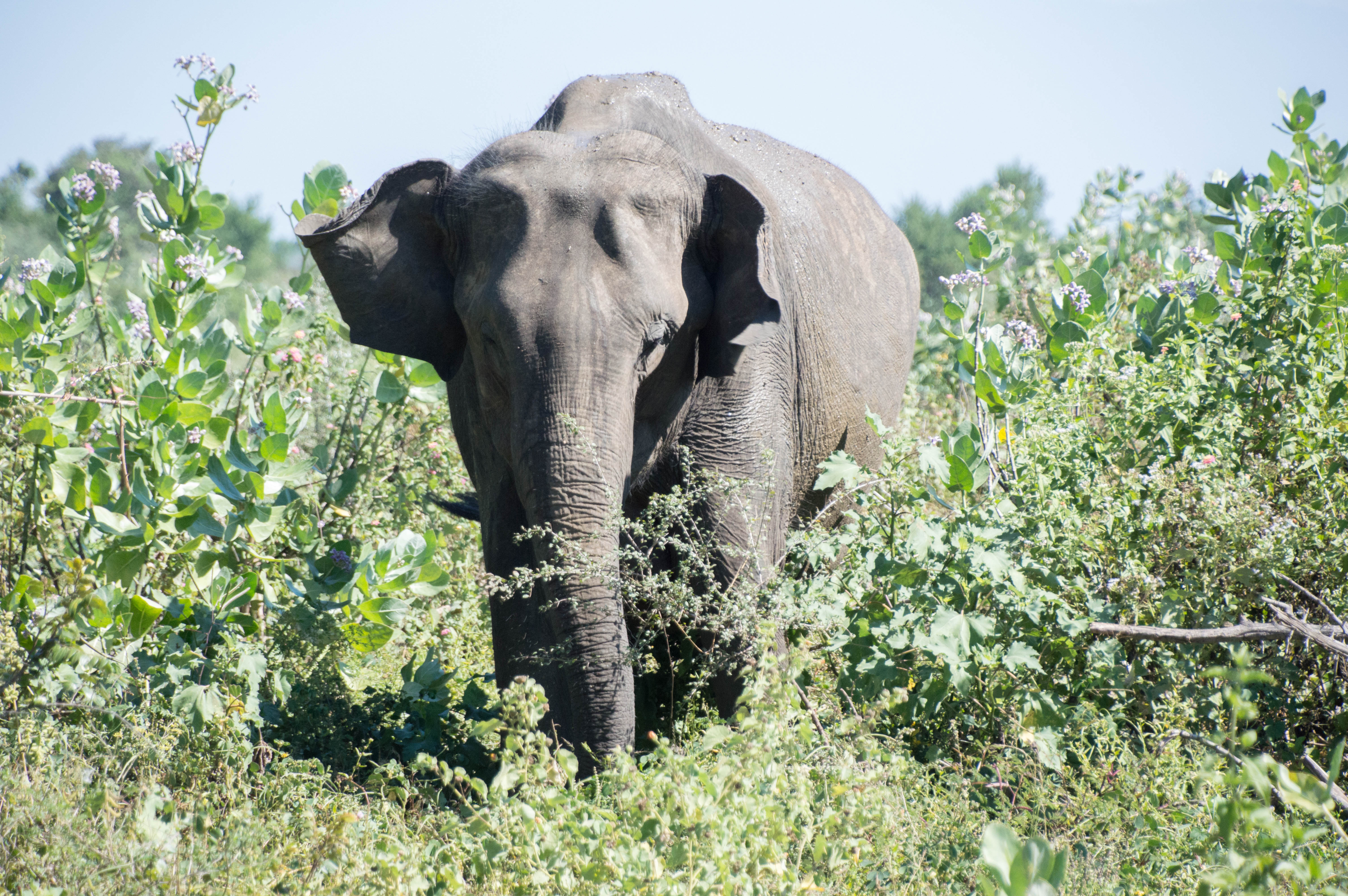 Elephant, Udawalawe, Sri Lanka