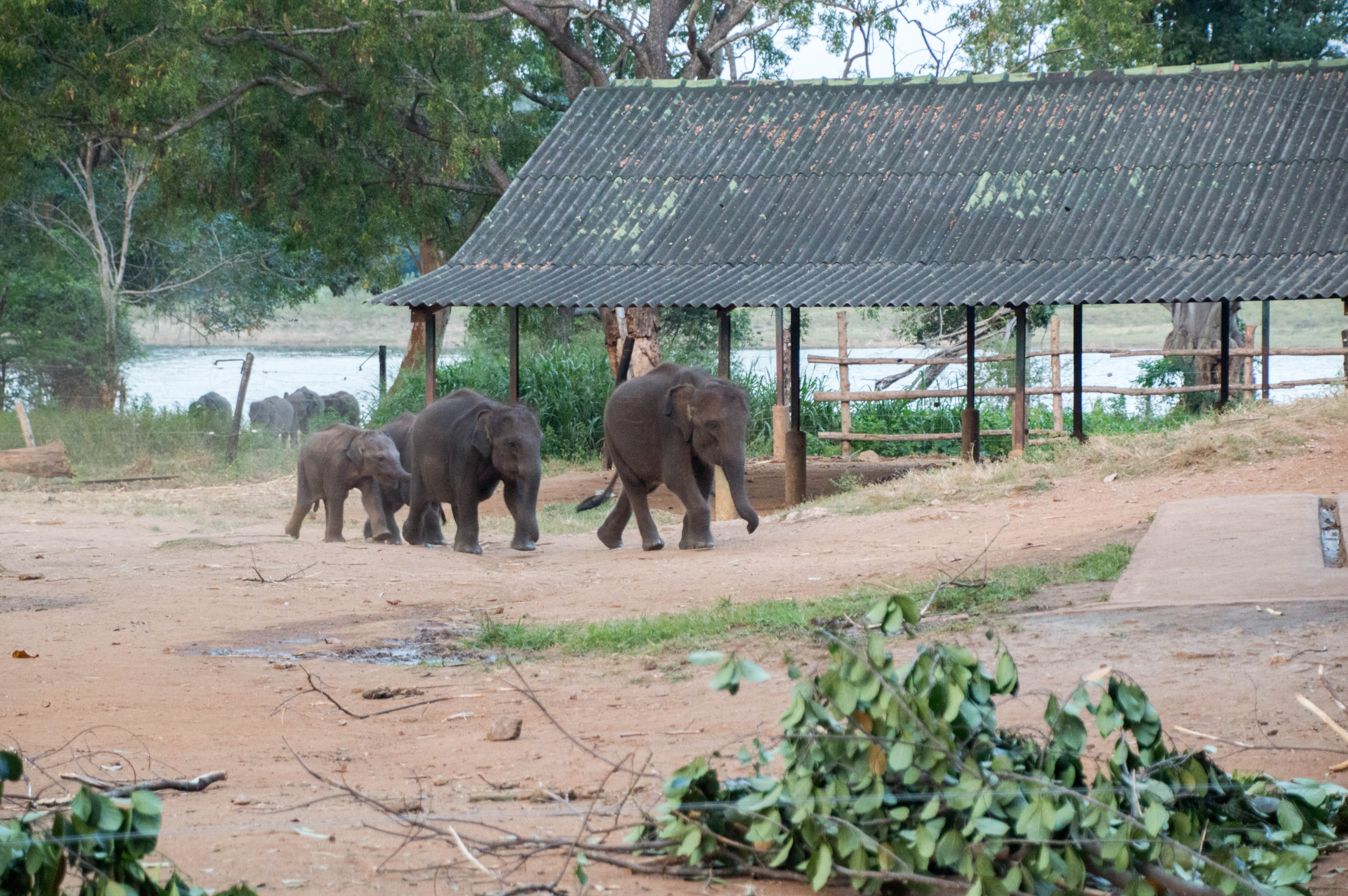 Elephants Arriving For Feeding Time, Udawalawe Elephant Transit Home, Sri Lanka