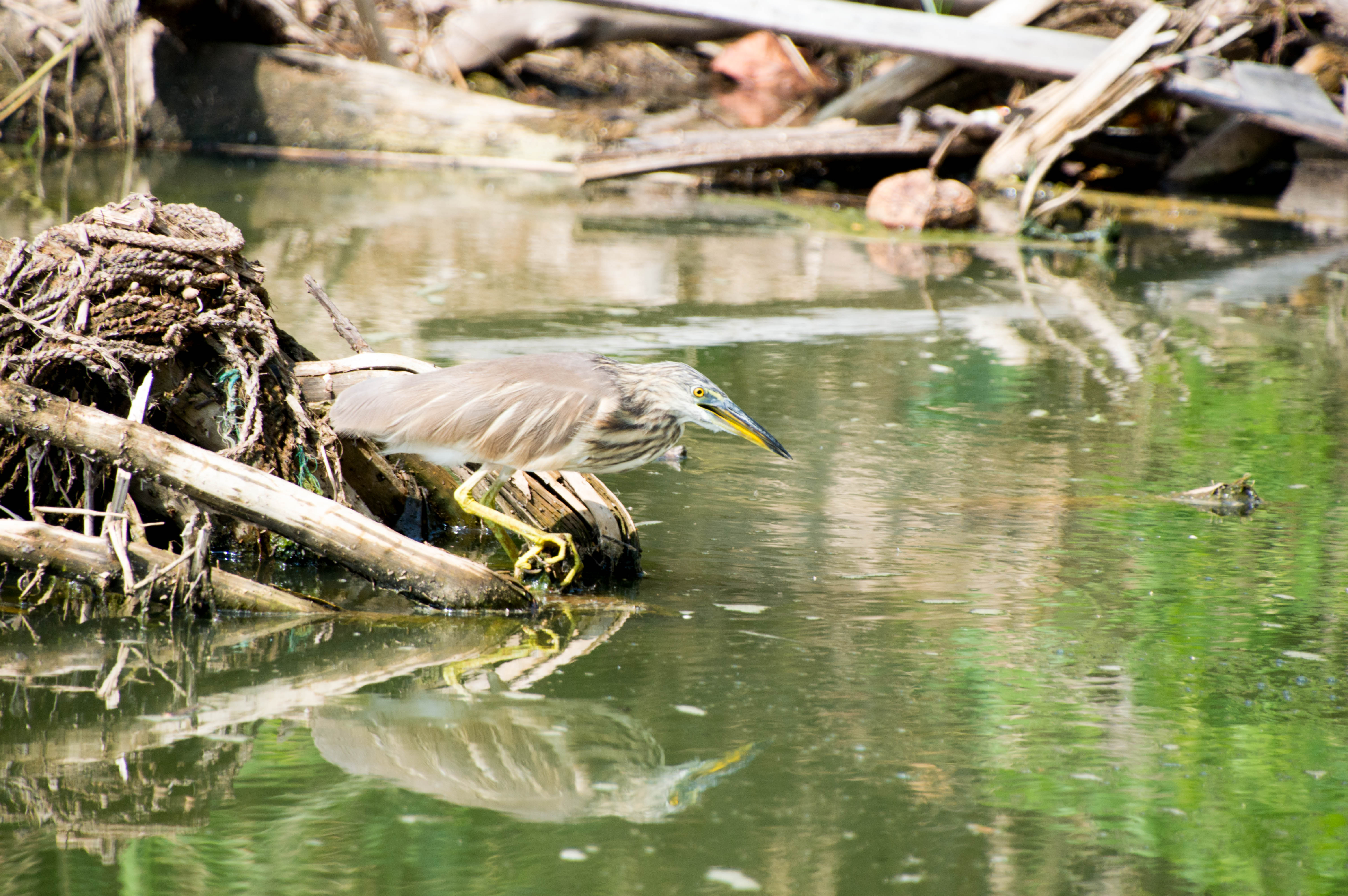 Heron, Talalla Beach, Sri Lanka