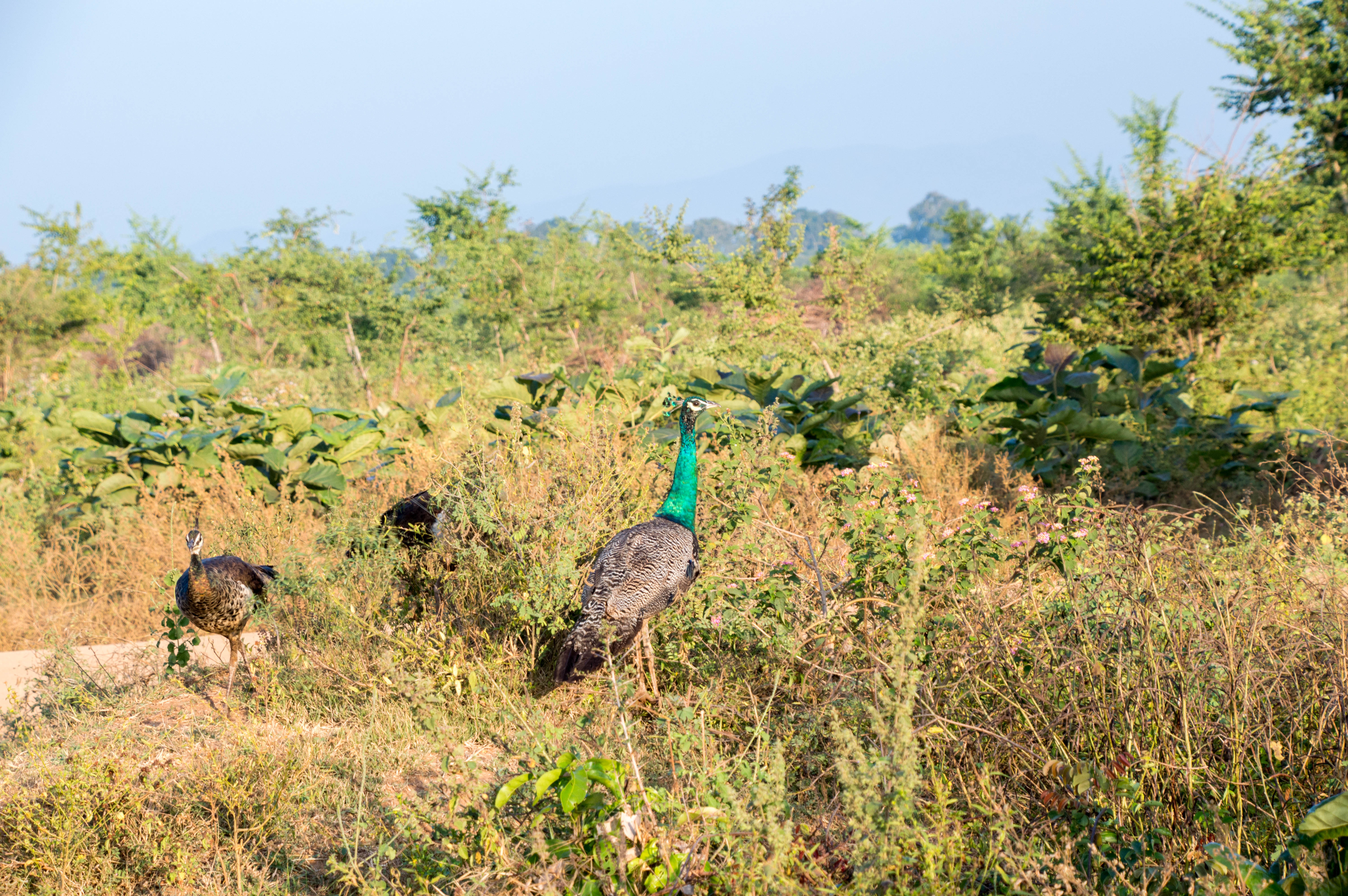 Peacock And Peahens, Safari, Udawalawe, Sri Lanka