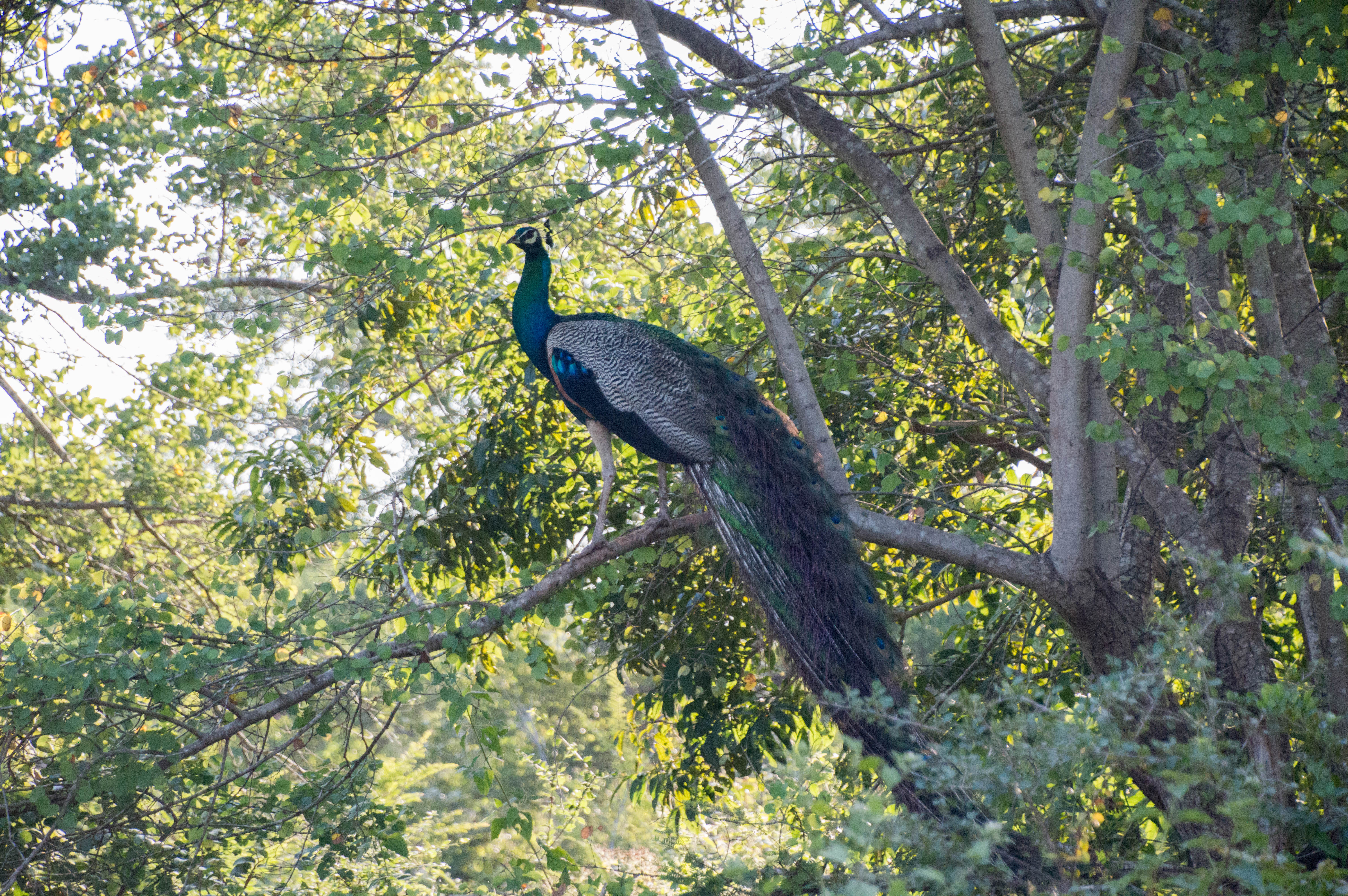 Peacock In A Tree, Safari, Udawalawe, Sri Lanka