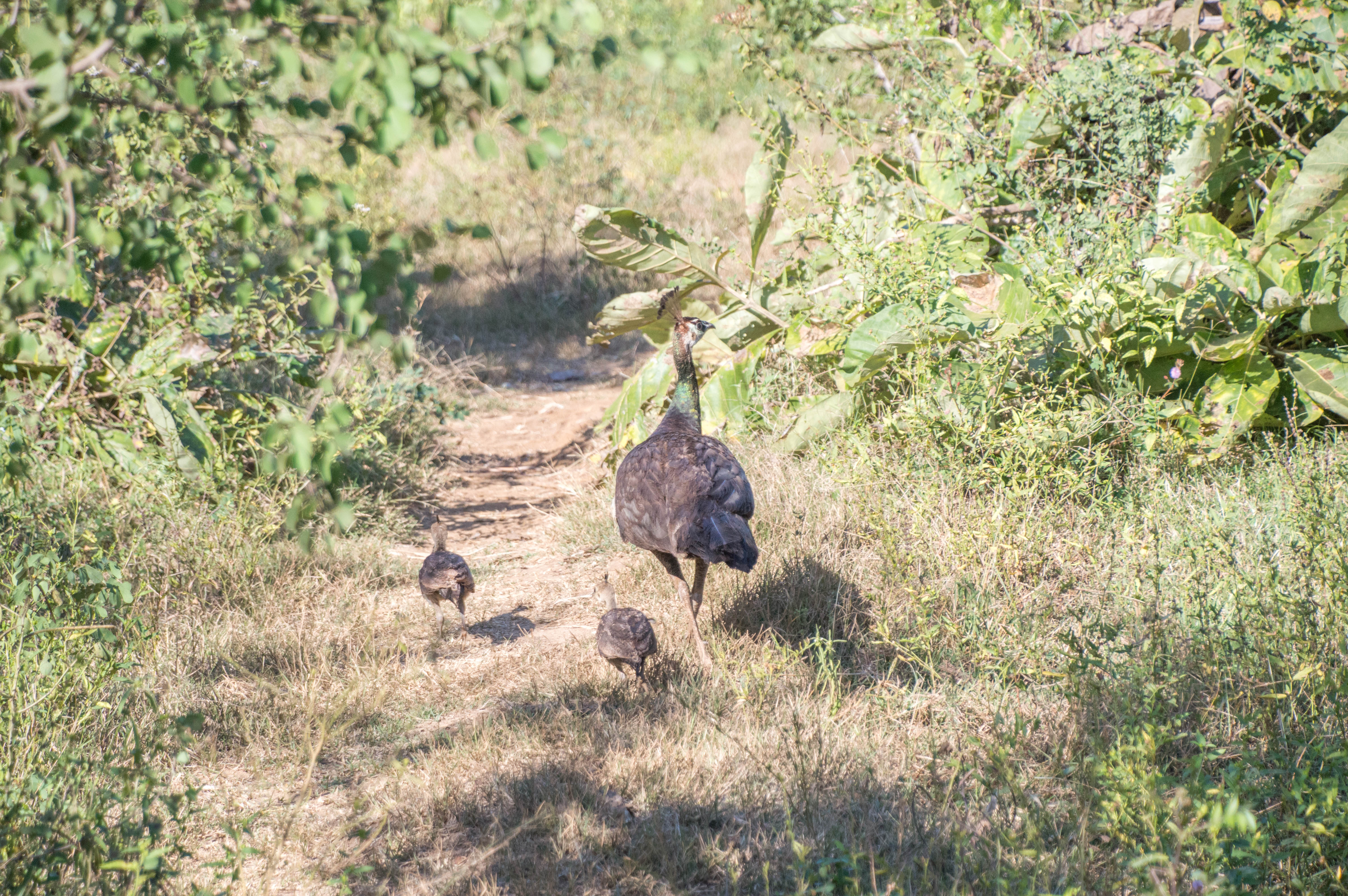 Peahen And Chicks, Safari, Udawalawe, Sri Lanka