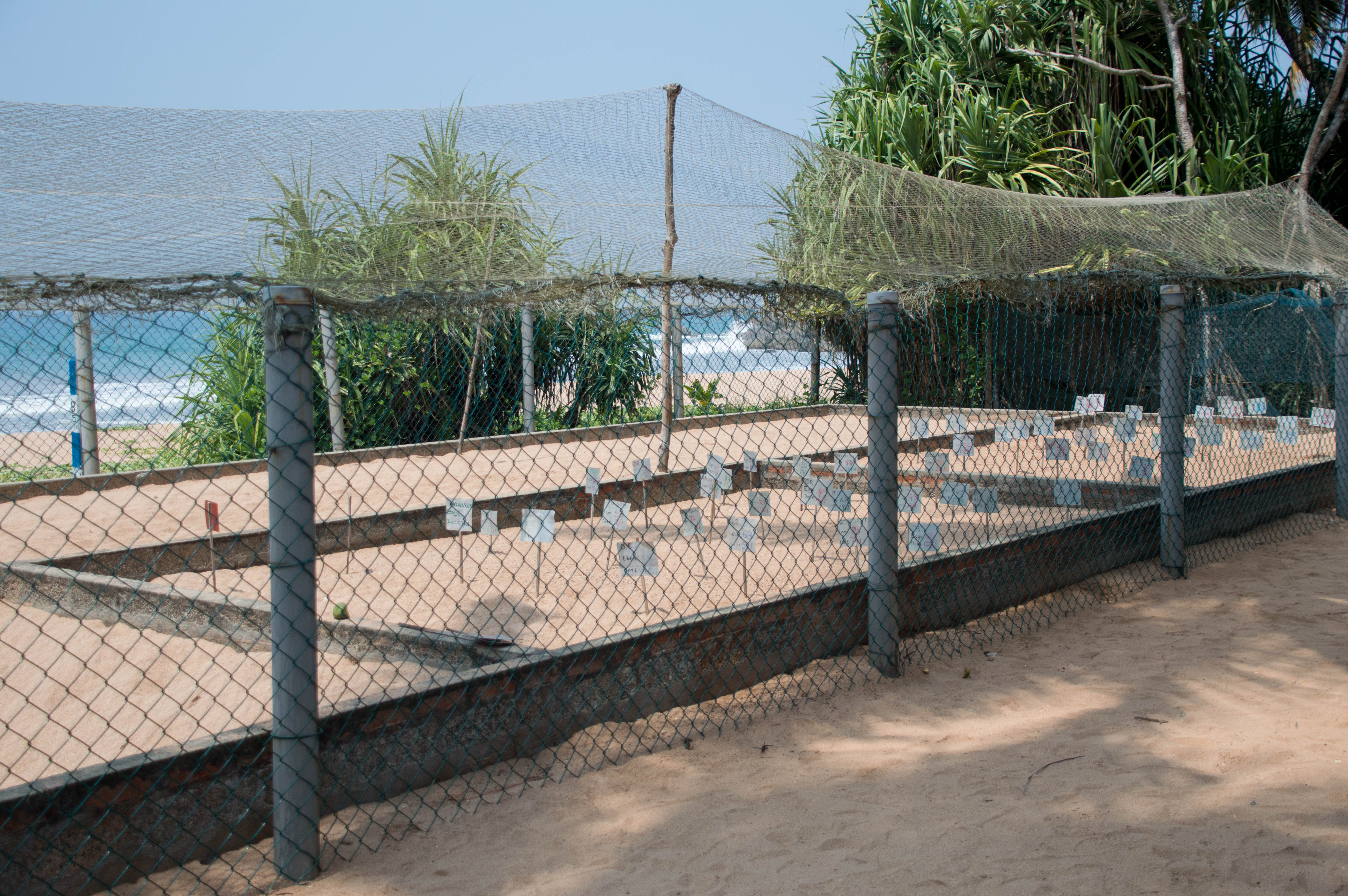 Turtle Hatchery, Kosgoda, Sri Lanka