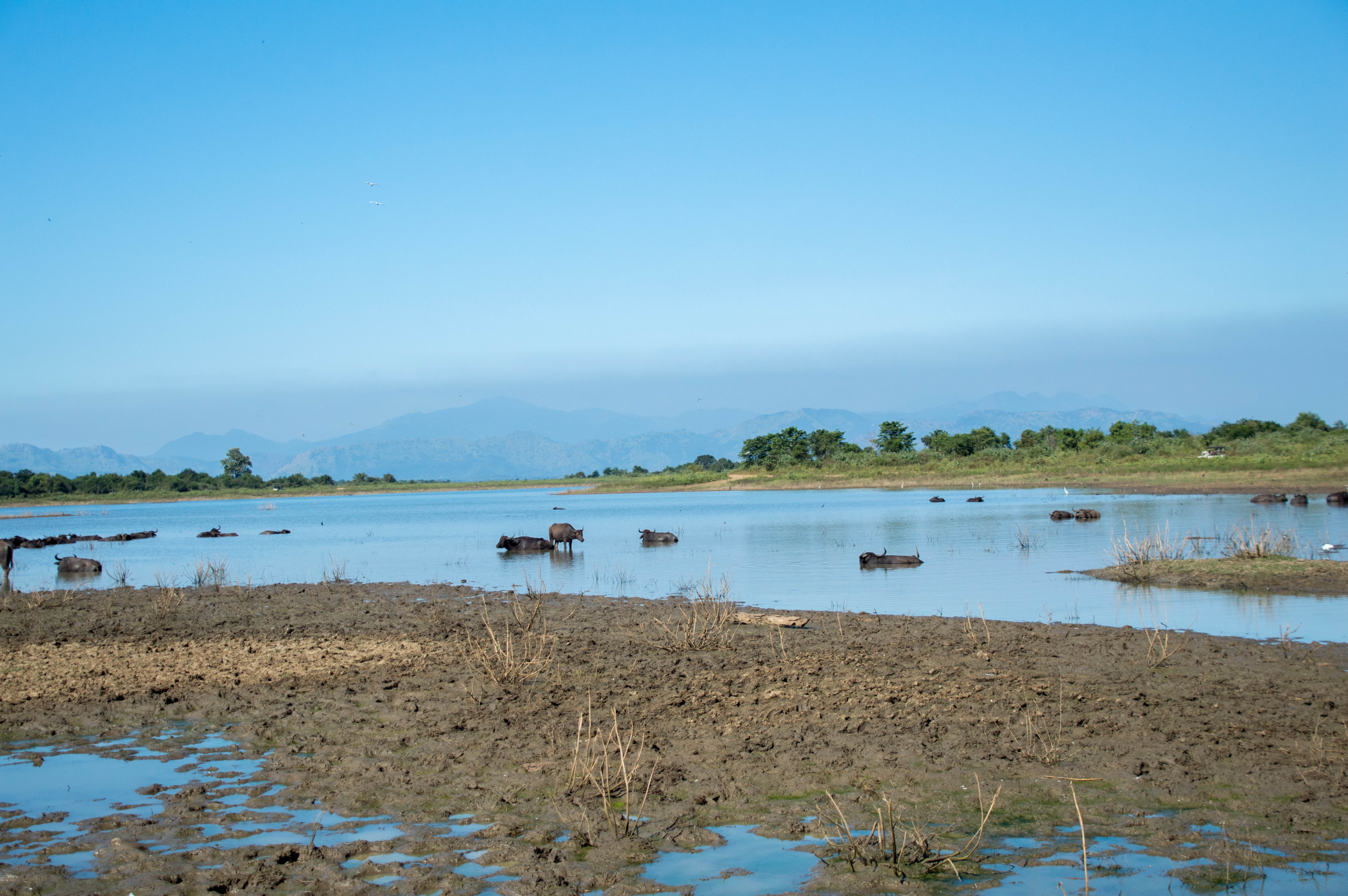 Water Buffalo, Safari, Udawalawe, Sri Lanka
