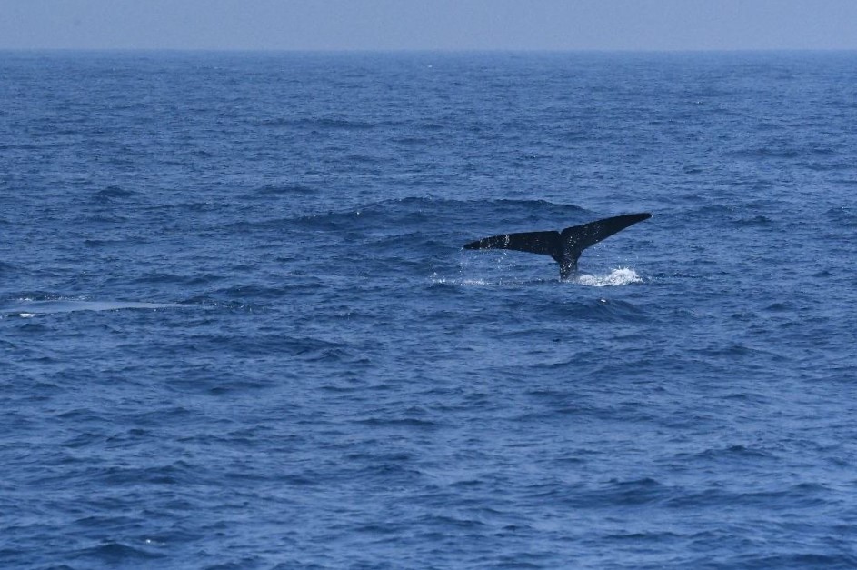 Whale Tail, Mirissa, Sri Lanka