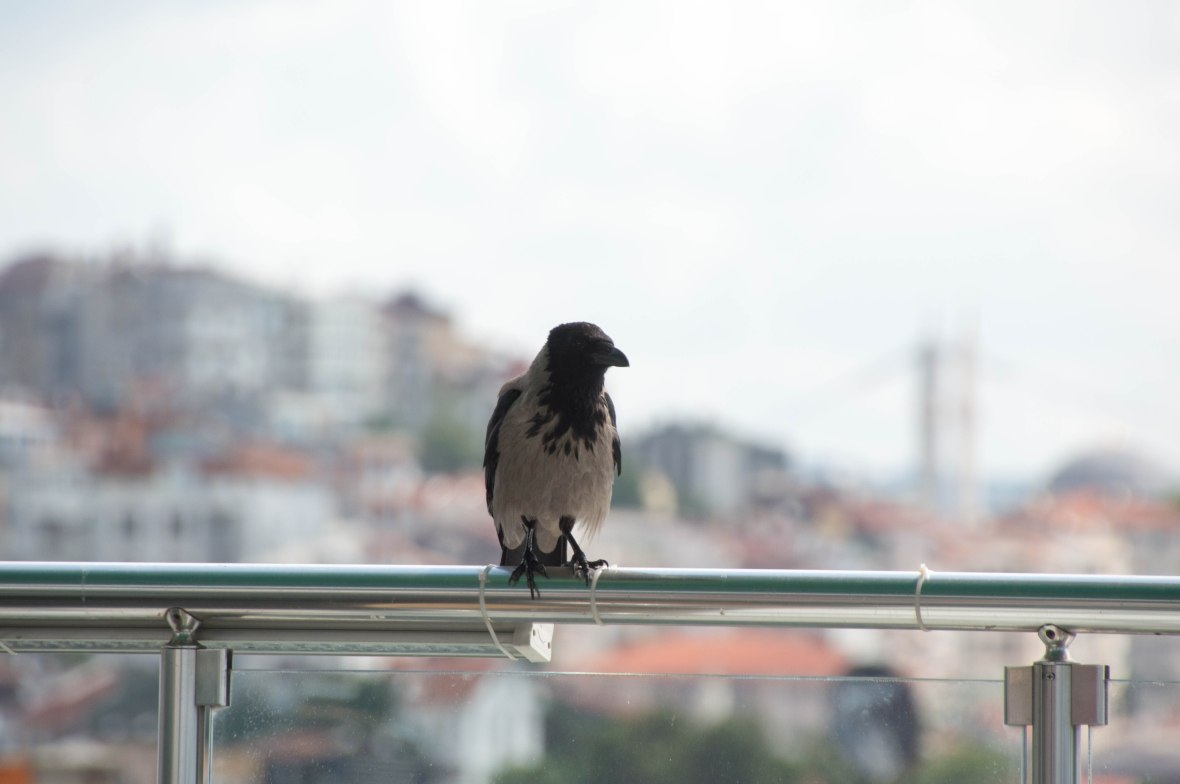 bird, konak cafe, galata, istanbul, turkey