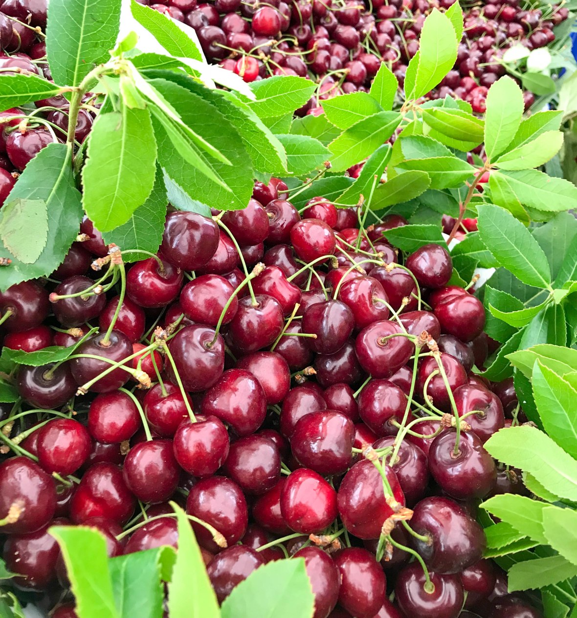 cherries, market, heybeliada island, adalar, princes islands, istanbul