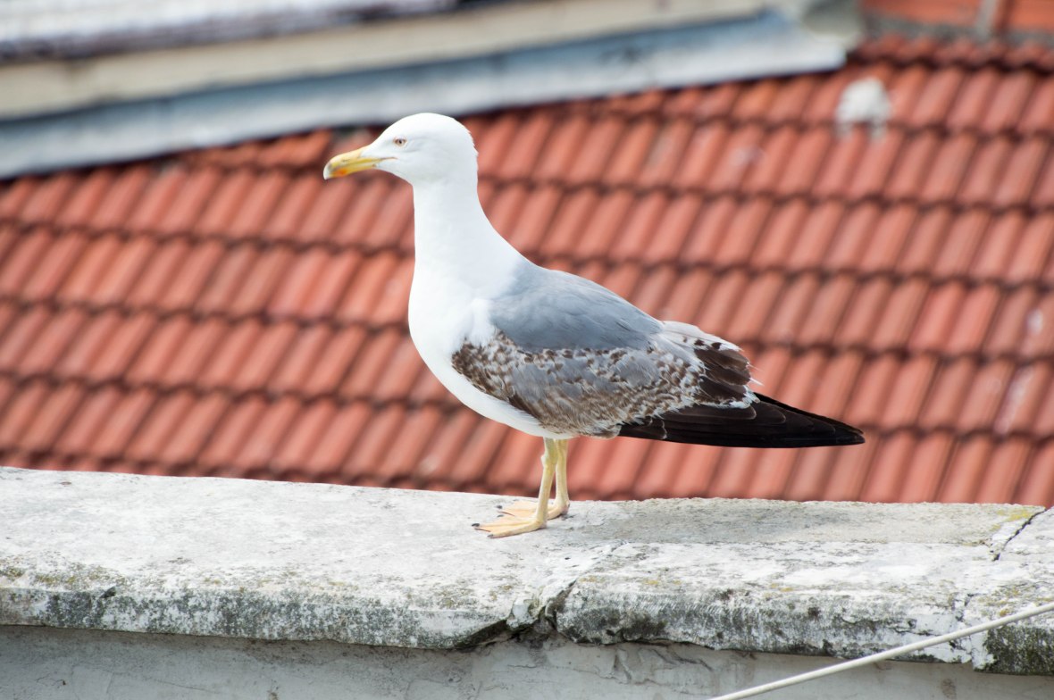 seagull, konak cafe, galata, istanbul, turkey