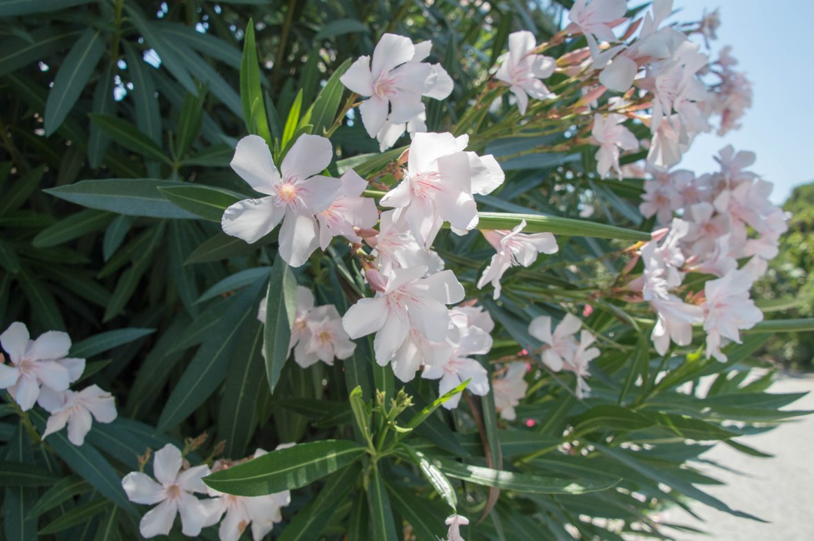 Flowers, Alaçatı, Turkey