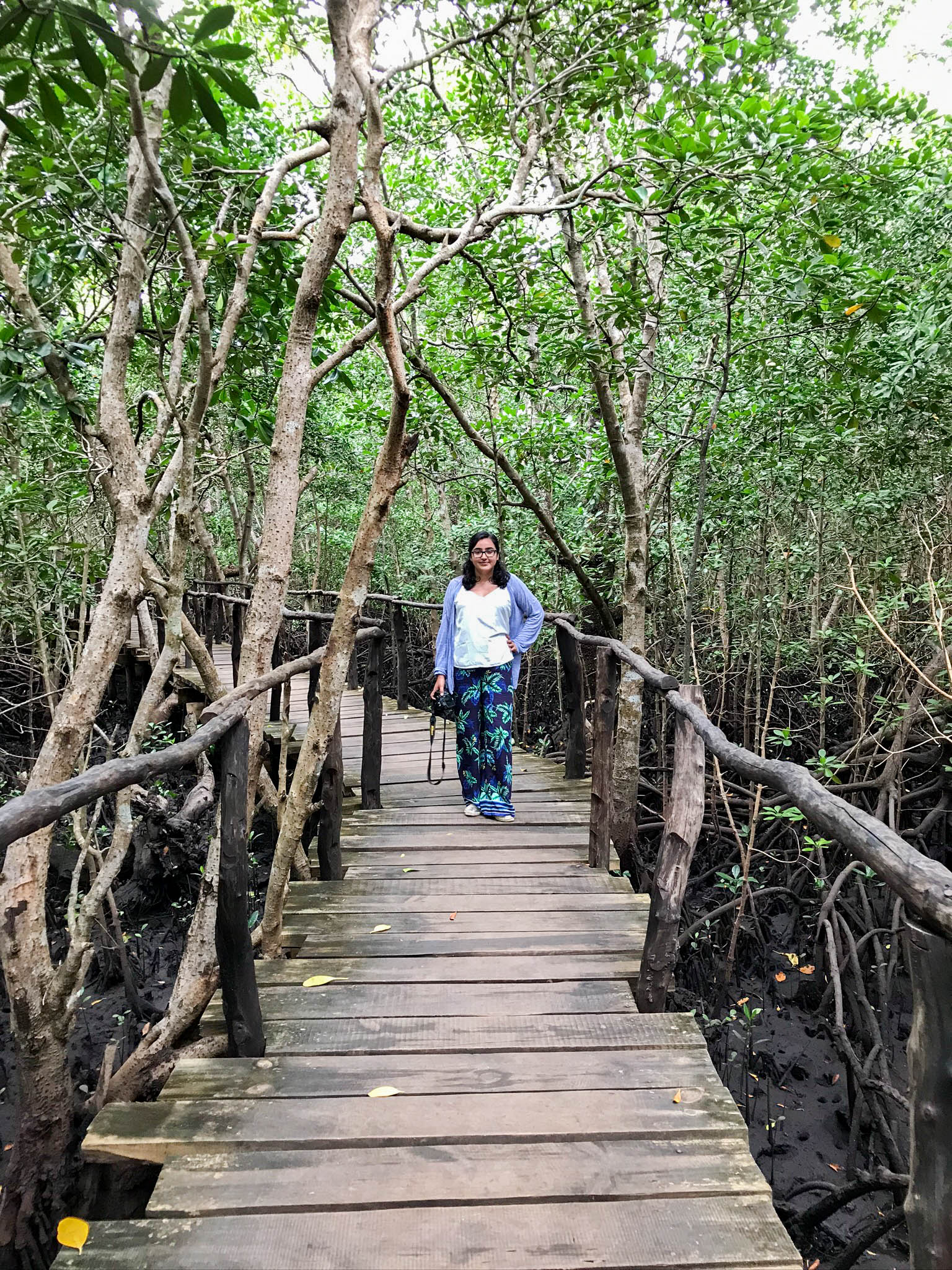 Exploring The Mangroves, Jozani Forest, Zanzibar, Tanzania